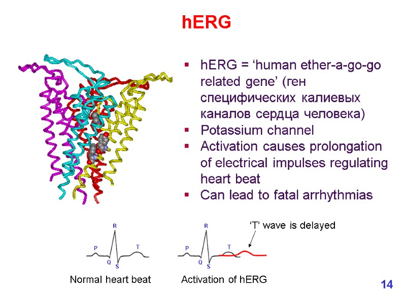 hERG = ‘human ether-a-go-go related gene’ (ген специфических калиевых каналов сердца человека) Potassium channel